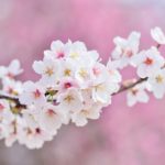 春に聴きたい桜ソング25選！お花見にもぴったりな人気曲・定番曲